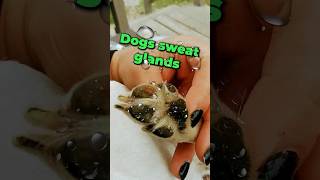 Dogs Sweat Glands [upl. by Kristianson686]