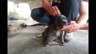 American PitBull Terrier  Cachorro 40 dias Blue Nouse EN VENTA [upl. by Phina]