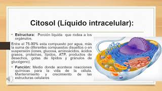 Guía 13 y 14 Citoplasma citosol y orgánulos Primera Parte [upl. by Jaala]