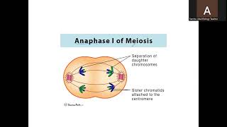 A Level Biology 9700 Topic Meiosis [upl. by Hump]