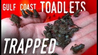 Rescuing HUNDREDS of TOADS from a SWIMMING POOL [upl. by Rexanna]