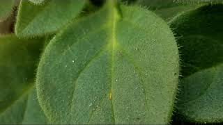 Frankliniella occidentalis on Petunia Trichome [upl. by Ynahirb]