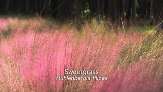 Sweetgrass Muhlenbergia filipes [upl. by Klockau]