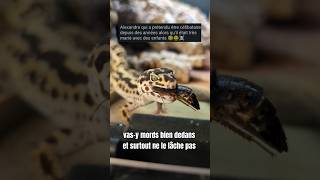 Part 1Je donne le prénom de vos exs à mes blattes pour une vidéo nourrissage  blattes exs gecko [upl. by Dleifyar]