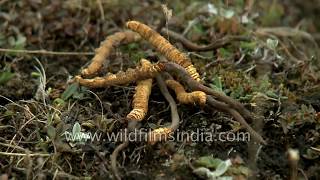 Magical caterpillar fungus from the Himalaya  Cordyceps sinensis [upl. by Hance]