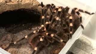 Acanthoscurria geniculata Paarung mating [upl. by Uri]