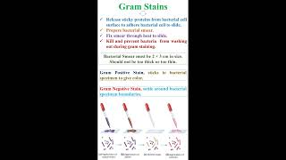 Gram Stains in Bacteria geneticteacher [upl. by Grounds579]