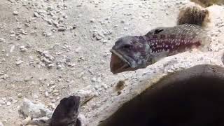 Two Fish Fight by Spitting Sand on Each Other  999462 [upl. by Ariayek964]