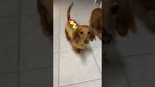 Dachshund in Hot Dog Costume 🌭 Adorable Wiener Dog DressUp [upl. by Adil]