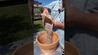 The Roots on a Desert Rose are SO STRONG  Repotting My Adenium in solsoils Gritty Bonsai Mix [upl. by Sivlek]