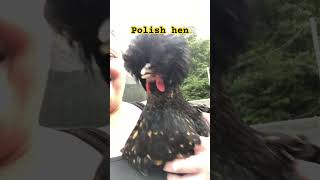 Our new polish hen [upl. by Orabelle971]