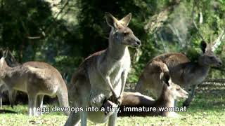 Wombats 101 The Miracle of Birth Kangaroos amp Wildbore [upl. by Nnylear]