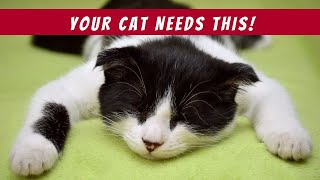 5 Essential Cat Behavior Hacks Every Owner Needs [upl. by Aielam556]