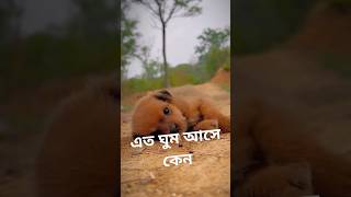 kukurer badshah viral trending animal shorts dog viralvideo funny youtubeshorts shortsfeed [upl. by Downey]