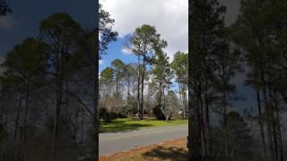 New Leaf Landscaping LLC Reynolds Ga tree removal [upl. by Kristine]