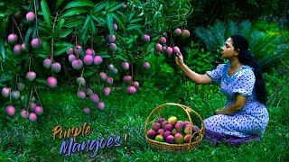 Juicy amp Purple Vilad mangoes Desserts amp easy Mango rice were surprisingly delicious Traditional Me [upl. by Vacuva]