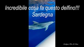 Bellissimo Delfino che gioca a nascondino  4K Sardinia quot Costa di Baunei quot Sardegna World [upl. by Yelrebmik]