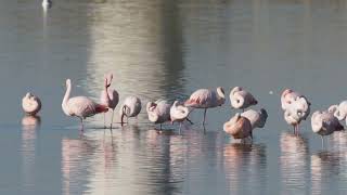 Flamingos Greater Flamingo Phoenicopteriformes [upl. by Diad260]