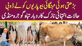 Today Gojra Maweshi Mandi  Cow Fresh Rates Update  Cross Cow 2024 [upl. by Elgar]