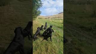 Steadiness Training Gundog Training Driven Shooting Picking up Labrador Retriever [upl. by Assenyl]