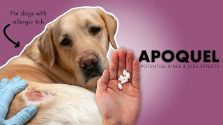 Apoquel💊Used for Allergies⚠️Potential Risks amp Side Effects [upl. by Adelbert226]