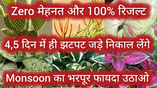 Zero मेहनत और 100 रिजल्ट  Fast growing plants in monsoon  grow cuttings in monsoon Propagation [upl. by Eng]