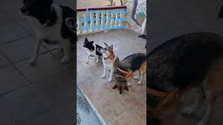 Benefici del digiuno intermittente 🥱🤣 perte foryou dogloverbordercolliepuglia [upl. by Oleta]