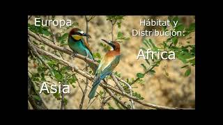 Documental de aves Abejaruco Europeo [upl. by Avril]