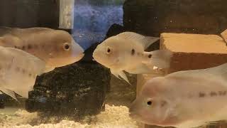 Newest addition to the fish room The Rio Guayas Mesoheros Festae aka the Harlequin Cichlid [upl. by Mendelsohn]