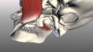 Muscles of Mastication  Anatomy Tutorial [upl. by Aime]