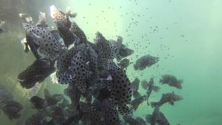 Panther Grouper サラサハタの餌やり☆水中動画 [upl. by Padriac]