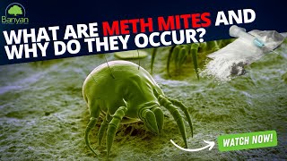 What are meth mites and why do they occur [upl. by Romilda323]