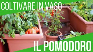 ORTO SUL BALCONE COLTIVARE POMODORI IN VASO  ORTO E GIARDINAGGIO  ORTO E GIARDINAGGIO [upl. by Htur]