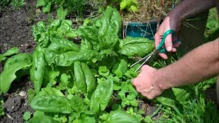 How to Grow Spinach from Seed [upl. by Hillari]