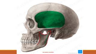 Temporal and infratemporal fossa [upl. by Skye]