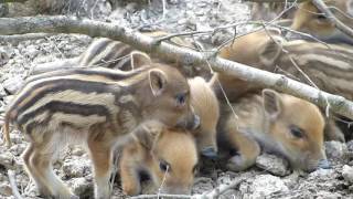 Baby wild pigs sweet babies at Waldau Park Bonn [upl. by Riha]