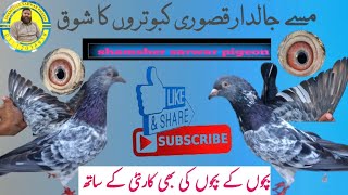 Missay jaaldar qasoori kabootarqasoori kabootar shamshersarwarpigeon [upl. by Rebeca]