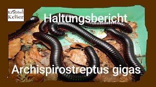 Haltungsbericht Archispirostreptus gigas [upl. by Berners474]