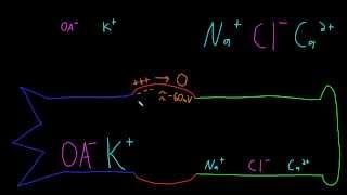 Neuron resting potential description [upl. by Beckie694]