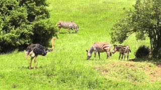 Hartmanns Mountain Zebras and Foal Paignton Zoo Environmental Park 30th June 2012 [upl. by Mitzl]