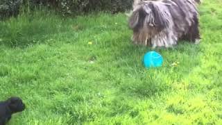 Mama FAGGIA with puppies 4 weeks old BERGAMASCO SHEEPDOG [upl. by Enilecram]