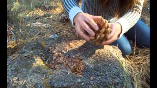 How to harvest pine nuts in the forest [upl. by Aryamoy]