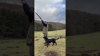 Driven Pheasant Shooting labrador gundog pegdog [upl. by Eirual]