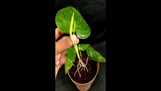 Grow betel leaves plantshorts indoorplants highlights viral indoorgardening Bougainvillea [upl. by Elyse]