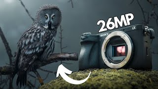 Sony A6700 Review｜Good for WILDLIFE Photography [upl. by Daye]