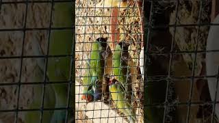 Gouldamadinen birds birdspecies birdslover finches gouldianfinch [upl. by Sophey]