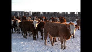 Joe amp Joanne Jackson 910 Fleckvieh SimmHorned Hereford X Steers [upl. by Eseilana]