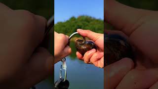 Mang Hugo tới đây fishing fish carpfishing fishinglife carp food tamtrang cauca funny [upl. by Ominorej]