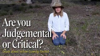 Excessively judgmental or critical Learn about Yellow Cowslip Orchid [upl. by Sakmar538]