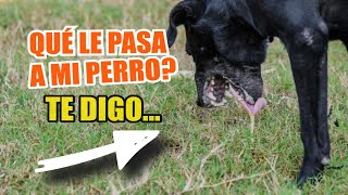 ¿Qué Significa EL VÓMITO BLANCO en los PERROS 🐶☁️ 14 Causas y Qué Hacer [upl. by Thierry]